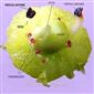  Flower (calyx and corolla removed) with 2 fertile stamens and 6 staminodes